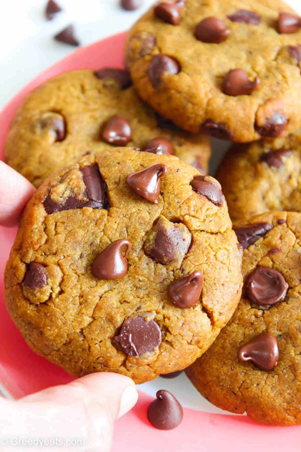 Pumpkin Chocolate Chip Cookies Recipe made with melted butter, brown sugar, spices and canned pumpkin.